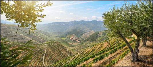 Portuguese Wine