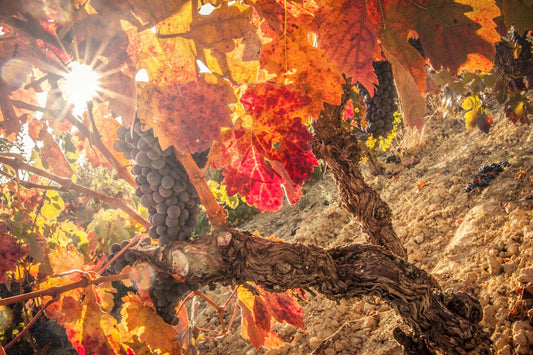 Everything you need to know about Rioja!