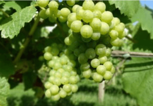 English Sparkling Wine Tasting!