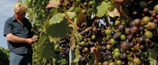 A Sparkling Sussex Sojourn: Upperton Vineyards Lands in Liphook & Petersfield for English Wine Week!