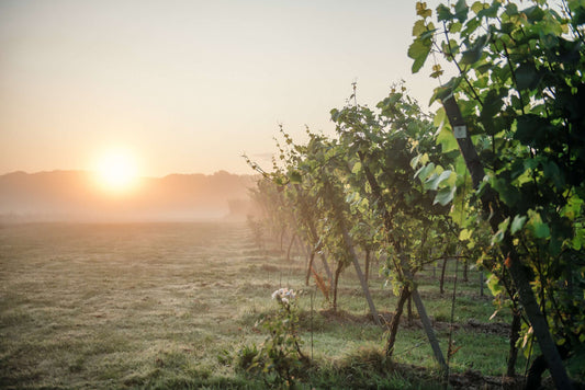 Gusbourne: A History of Award-Winning English Wine